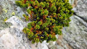 Attēlu rezultāti vaicājumam “Empetraceae”