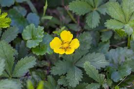 Attēlu rezultāti vaicājumam “Potentilla reptans flower”