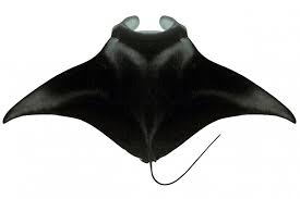 Image result for Mobula thurstoni