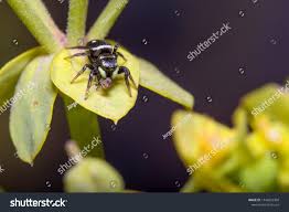 Attēlu rezultāti vaicājumam “Heliophanus sp.”