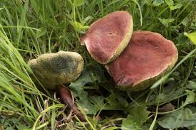 Attēlu rezultāti vaicājumam “Xerocomus rubellus”