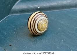 Attēlu rezultāti vaicājumam “Cepaea hortensis”