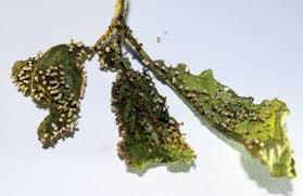 Attēlu rezultāti vaicājumam “Craterium minutum cf. var. brunneum macro”