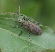 Attēlu rezultāti vaicājumam “Donacia”