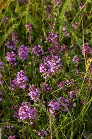 Attēlu rezultāti vaicājumam “Thymus pulegioides flower”