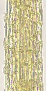 Attēlu rezultāti vaicājumam “Seligeria pusilla”