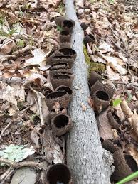 Attēlu rezultāti vaicājumam “Craterium sp.”