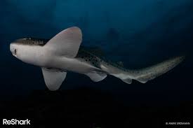 Image result for Stegostoma tigrinum