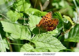 Attēlu rezultāti vaicājumam “Brenthis ino upperside”