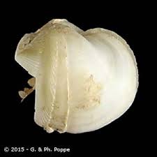 Attēlu rezultāti vaicājumam “Xylophagidae”