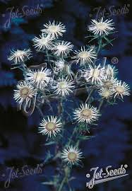 Attēlu rezultāti vaicājumam “Carlina vulgaris flower”