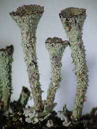 Attēlu rezultāti vaicājumam “Clavaria straminea”