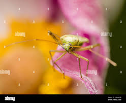 Attēlu rezultāti vaicājumam “Lygus pratensis imago”