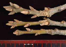 Attēlu rezultāti vaicājumam “Quercus rubra bud”