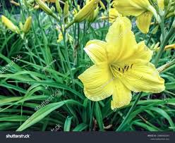 Attēlu rezultāti vaicājumam “Hemerocallis lilioasphodelus”