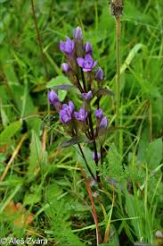 Attēlu rezultāti vaicājumam “Gentianella campestris”
