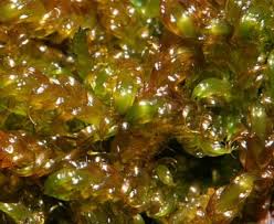 Attēlu rezultāti vaicājumam “Scorpidium revolvens”