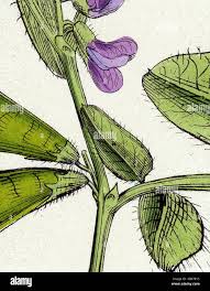 Attēlu rezultāti vaicājumam “Vicia sepium leaf”