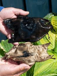 Image result for Dipturus intermedius