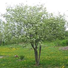 Attēlu rezultāti vaicājumam “Crataegus submollis”