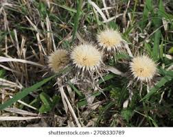 Attēlu rezultāti vaicājumam “Carlina vulgaris”