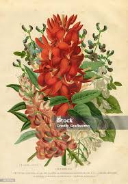 Attēlu rezultāti vaicājumam “Leguminosae”