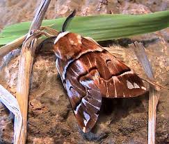 Attēlu rezultāti vaicājumam “Endromidae”