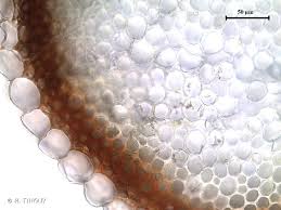 Attēlu rezultāti vaicājumam “Sphagnum inundatum”