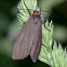 Attēlu rezultāti vaicājumam “Atolmis rubricollis”