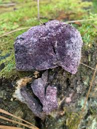 Attēlu rezultāti vaicājumam “Nectriopsis violacea”