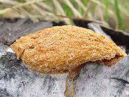 Attēlu rezultāti vaicājumam “Fuligo septica var. rufa spores”