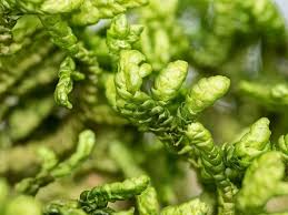 Attēlu rezultāti vaicājumam “Porella platyphylla macro”