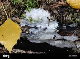 Attēlu rezultāti vaicājumam “Physisporinus vitreus”