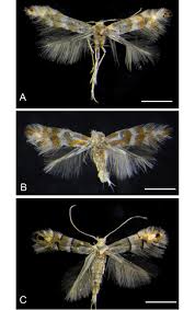 Attēlu rezultāti vaicājumam “Gracillariidae”