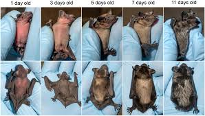 Attēlu rezultāti vaicājumam “Eptesicus nilssonii”