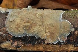 Attēlu rezultāti vaicājumam “Radulomyces confluens”