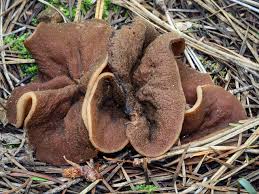 Attēlu rezultāti vaicājumam “Discina perlata”