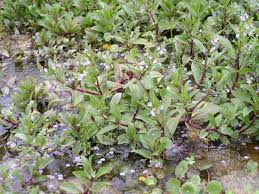 Attēlu rezultāti vaicājumam “Veronica anagallis-aquatica leaf”