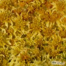 Attēlu rezultāti vaicājumam “Sphagnum tenellum”