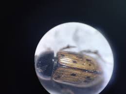 Attēlu rezultāti vaicājumam “Aphodius sp.”