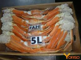 Image result for Chionoecetes opilio