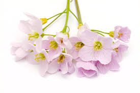 Attēlu rezultāti vaicājumam “Cardamine pratensis flower”