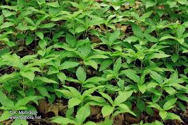 Attēlu rezultāti vaicājumam “Mercurialis perennis”