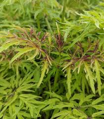 Attēlu rezultāti vaicājumam “Sambucus racemosa leaf”