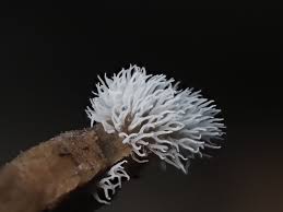 Attēlu rezultāti vaicājumam “Ceratiomyxa fruticulosa macro”