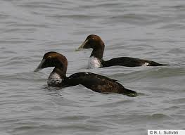 Attēlu rezultāti vaicājumam “Somateria mollissima juvenile”