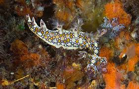 ผลการค้นหารูปภาพสำหรับ Bornella Anguilla