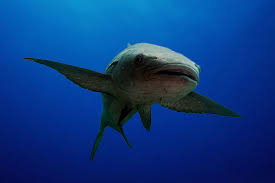 Attēlu rezultāti vaicājumam “Retinia resinella exuvia”