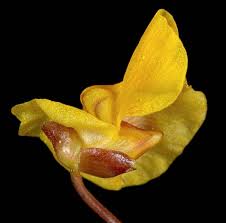 Attēlu rezultāti vaicājumam “Utricularia minor leaf”