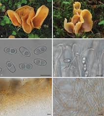 Attēlu rezultāti vaicājumam “Otidea onotica”